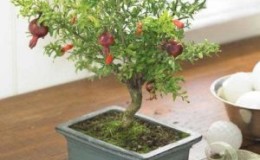 How to grow indoor pomegranate Bonsai