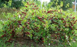 Compatibility of gooseberries with currants and other crops in the garden