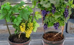 Description of grape varieties for Krasnodar