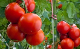 Universal early ripening tomato Volgograd: what is good and why it is worth growing it on your plot