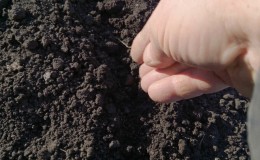Recommendations from experienced gardeners: is it possible to sow nigella onions before winter and when to do it?