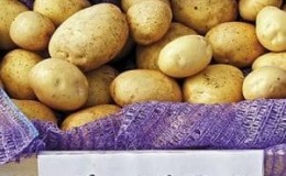 A stunning Liley potato variety with even, smooth tubers and excellent taste.