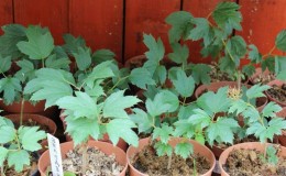 A clear guide to propagating viburnum Buldenezh by cuttings in spring