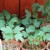 A clear guide to propagating viburnum Buldenezh by cuttings in spring