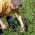 Timing and technology for pruning currant and gooseberry bushes in spring, summer and autumn