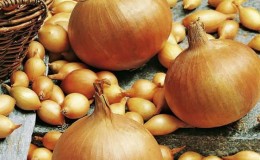 Onion sets Sturon: is it possible to plant before winter and care features