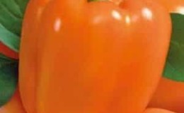 A hybrid that will not leave you indifferent - the Orange Miracle pepper and the features of its cultivation