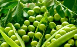 What varieties of peas are there - an overview of the varieties with photos and detailed descriptions