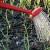 Secrets of experienced gardeners: what to plant after garlic next year, and what crops to avoid