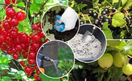 How and what to fertilize currants in the fall to get a good harvest