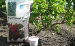The best fertilizers for grapes in spring and the rules for their application
