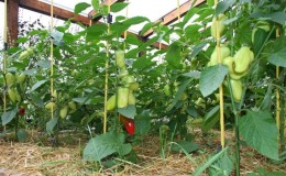 How and what to feed peppers in a greenhouse in August: the best fertilizers and recommendations for their application