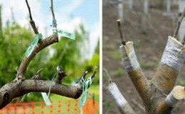 A step-by-step guide for beginner gardeners: how to plant an apple tree in spring