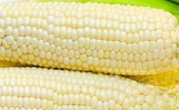 Sweet corn: choosing the best variety and growing the dessert variety correctly