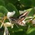 Table of honeysuckle pollinators - types and methods of pollination