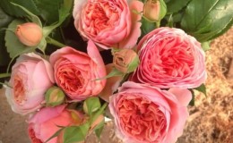 The best winter-hardy varieties of roses that bloom all summer and features of their cultivation