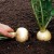 A Beginner's Farmer's Guide: When to Dig Turnips and How to Store Them Properly