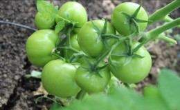 Solving problems with the tomato harvest: what to do if the tomatoes in the greenhouse don’t turn red
