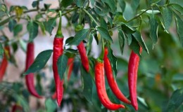 A selection of the best varieties of hot peppers and tips for choosing them