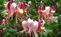 Beautiful decorative variety of honeysuckle Serotina