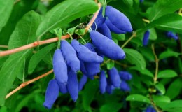 Harvest variety of honeysuckle Malvina with sweet and sour berries without bitterness