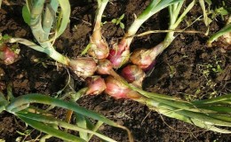A guide to growing and caring for heirloom onions for beginning gardeners