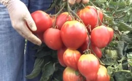 A new variety that has already become a favorite among farmers is the Sugar Nastasya tomato.
