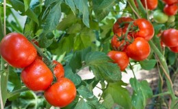 A low-growing variety for novice summer residents - Mongolian dwarf tomato: description of the variety and reviews of its cultivation