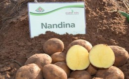 Early ripening potato variety Nandina with good keeping quality