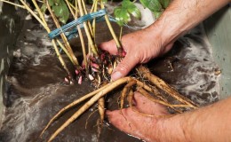 Transplanting peonies to another place in the fall