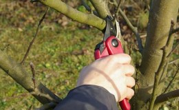 Step-by-step instructions for pruning apple trees in spring for novice gardeners