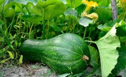 The most popular varieties of green pumpkin and features of their cultivation