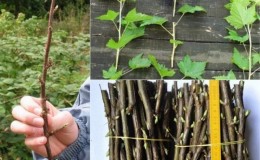 When and how to propagate red currants