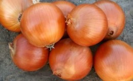 Unpretentious and frost-resistant variety of onions Turbo