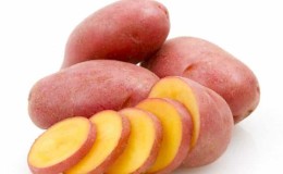 Mid-early potato variety Rodrigue with large pink tubers