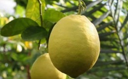 An unpretentious lemon variety, Jubilee, for beginner gardeners.