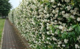 Honeysuckle and other varieties of decorative honeysuckle in landscape design