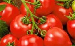 Does the My Love tomato live up to its name: the pros and cons of the hybrid