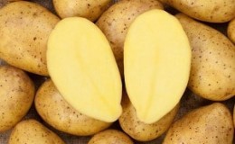 Unpretentious to grow and highly productive potato variety El Mundo