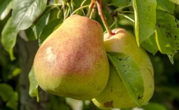 Review of the Osennyaya Yakovleva pear variety: advantages, disadvantages, nuances of cultivation