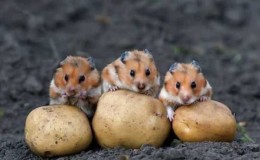 The most dangerous potato pests and methods of combating them