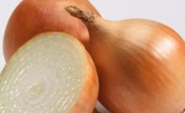 Early high-yielding hybrid of onion Cupido for growing in a greenhouse and in open ground