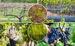 Guide to caring for grapes in August and advice from experienced winegrowers