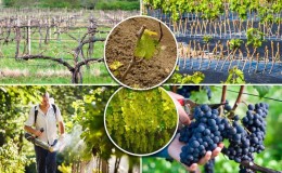 Guide to caring for grapes in the spring after opening