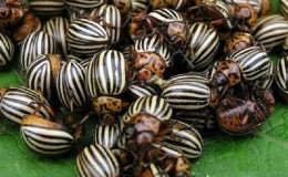 How to escape from the Colorado potato beetle: how to treat potatoes