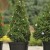 Live Christmas tree in a pot for the New Year
