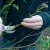 Why do you need to prune climbing roses after flowering in summer and how to do it correctly