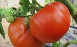 Dutch tomato Big Beef F1: what summer residents think about the Dutch hybrid and growing tips