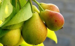A selection of the best varieties of the most delicious winter-hardy pears for Siberia