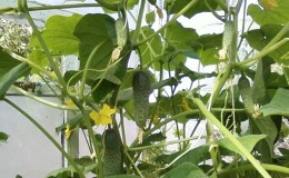 How to plant cucumbers in a greenhouse in July and is it possible to do this?